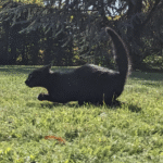 Lucky Neko ????????????